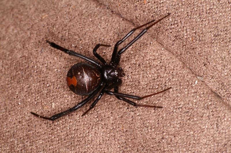 Latrodectus_hasselti_D7221_Z_89_Alexandra hills Brisbane_Australie.jpg